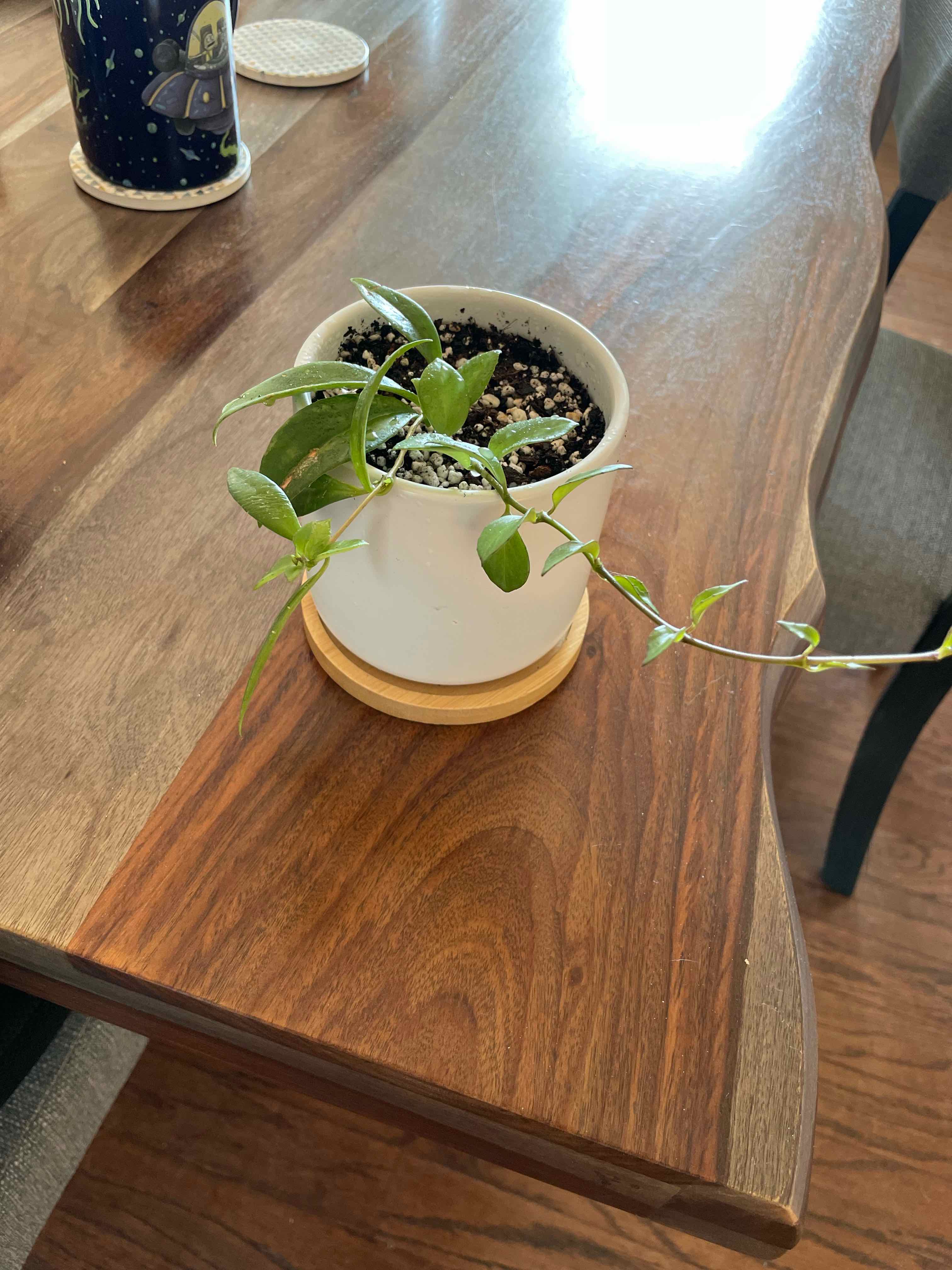 Variegated Lipstick Vine in a white pot on a wooden surface, healthy green leaves.