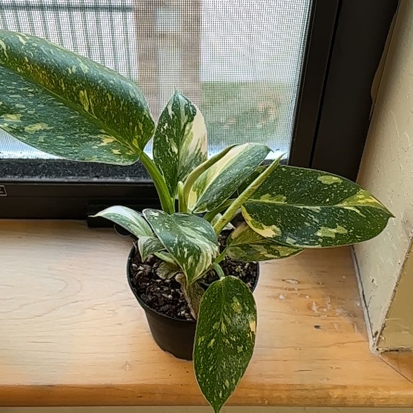 Photo of the plant species Philodendron Variegated Firebird by @TubyRuesday named Phoenix on Greg, the plant care app
