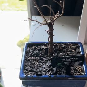 Plant care for Chinese Elm on Greg, the plant care app