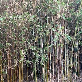 Photo of the plant species Gracilis Bamboo by @SizableBaibua3 named Eva on Greg, the plant care app