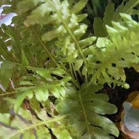 Photo of the plant species Southern Polypody by @UnfeignedKale4 named Elina on Greg, the plant care app