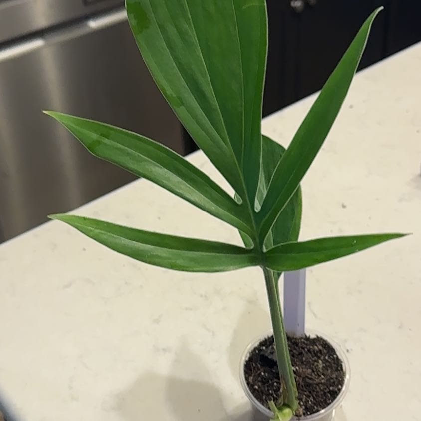 Photo of the plant species Dragon Tail by @TheMedal2011 named Remington on Greg, the plant care app