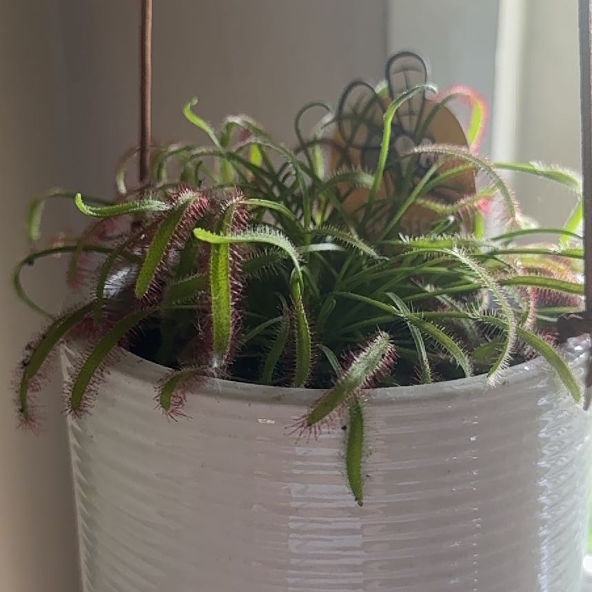 Photo of the plant species Cape Sundew by @TalentedSunstar named Nemo on Greg, the plant care app