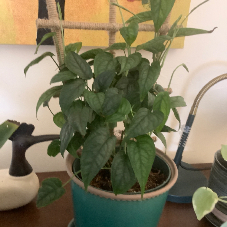 Silver Monstera plant photo by @Plant-Whisperer named Monstera Siltipicana on Greg, the plant care app.