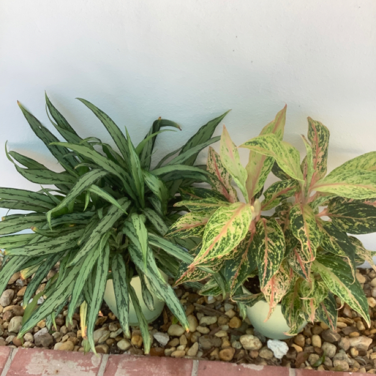 Aglaonema 'Cutlass' plant photo by @Plant-Whisperer named Aglaonema Cutlass on Greg, the plant care app.