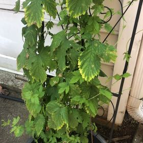 Photo of the plant species Hop by @Growme named Rainier on Greg, the plant care app