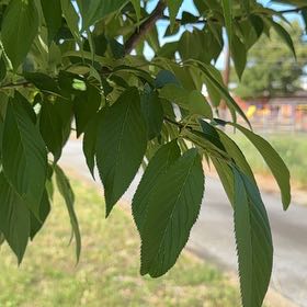 Photo of the plant species Japanese Flowering Cherry by @Growme named James Dean on Greg, the plant care app