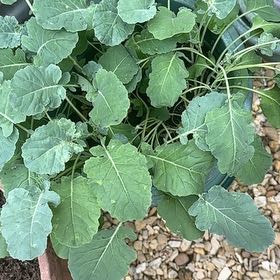 Photo of the plant species Broccoli by @HeritrixMugwort named Taylor Swift on Greg, the plant care app