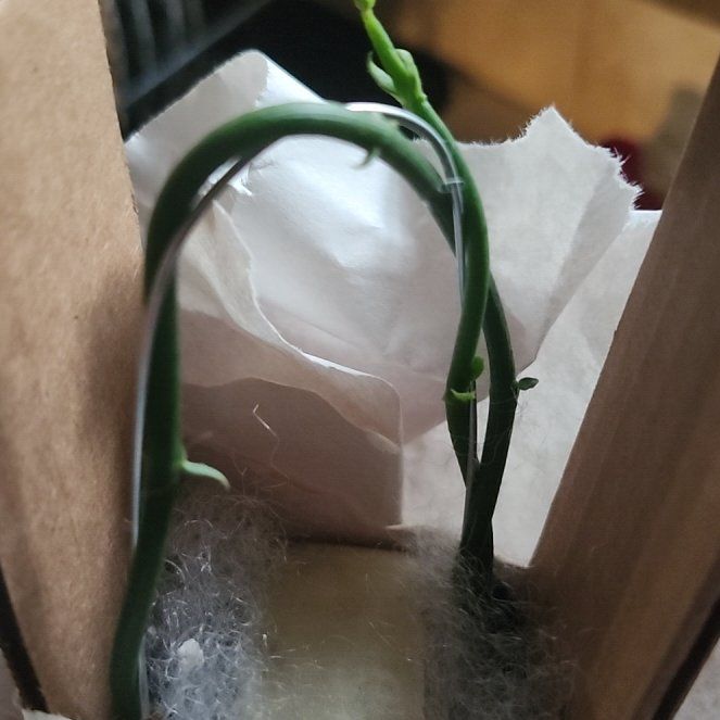 Photo of the plant species Bushman's Pipe by @growing4mom0316 named Orlando Bloom on Greg, the plant care app