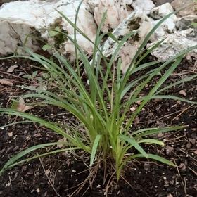 Photo of the plant species St Bernard's Lily by @Dvldoll named The invisible man on Greg, the plant care app