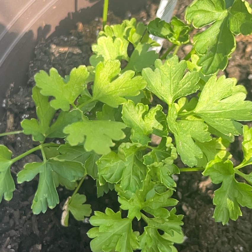 Photo of the plant species Curly Parsley by @AngelBlade15 named Aristotle on Greg, the plant care app
