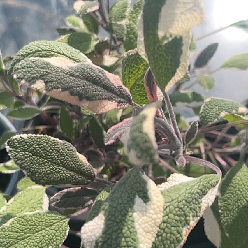 Photo of the plant species Tricolor Sage by @AngelBlade15 named Achilles on Greg, the plant care app