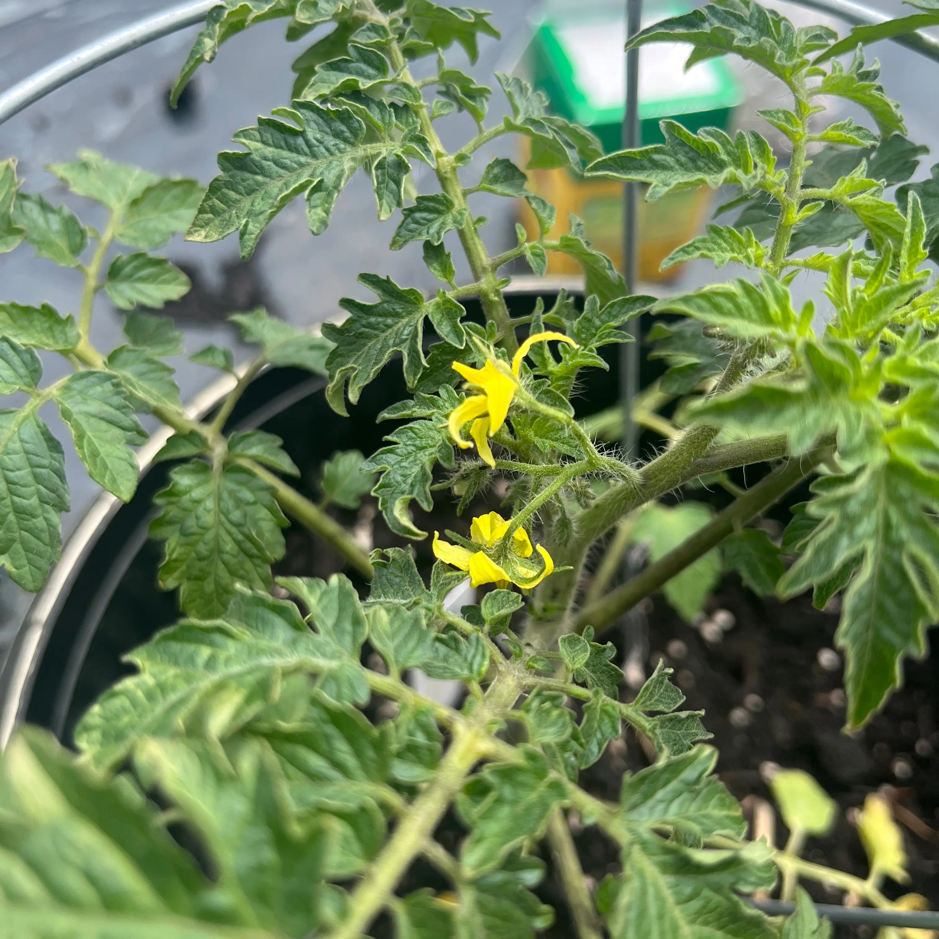Photo of the plant species Yellow Pear Tomato by @AngelBlade15 named Messi on Greg, the plant care app