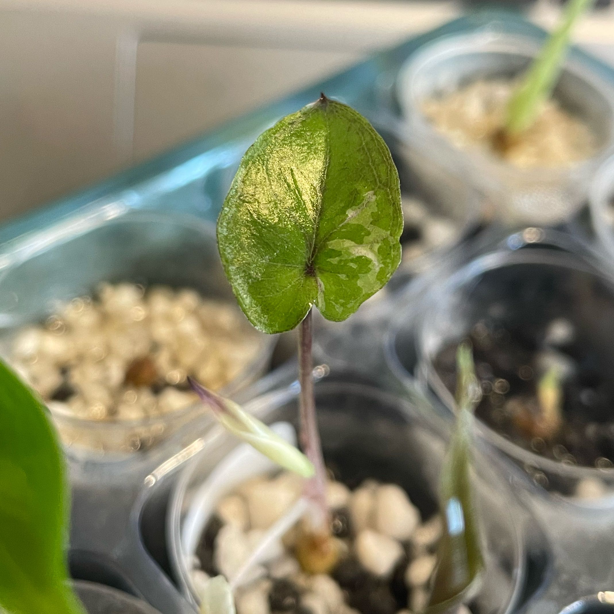 Photo of the plant species Alocasia 'Serendipity' by @WinsomeRadish93 named Kylie on Greg, the plant care app
