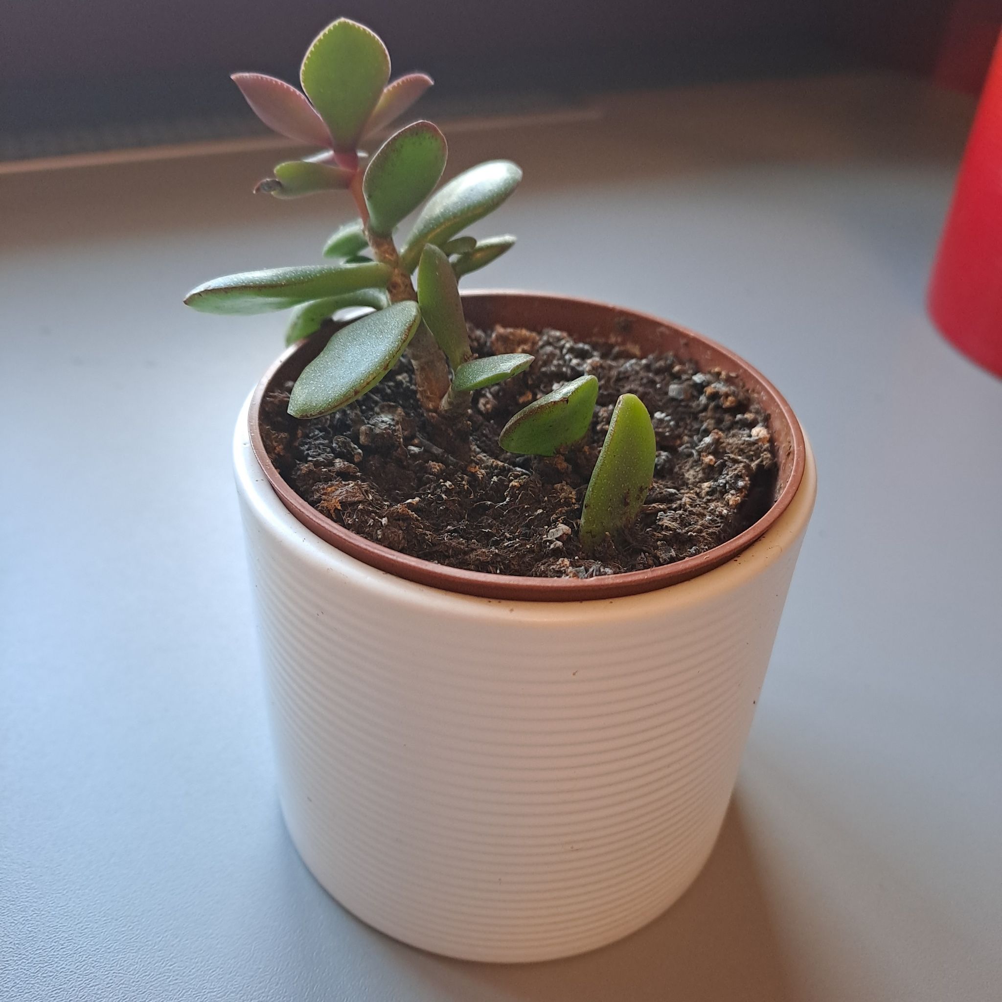 Photo of the plant species Crassula minor by @SnappyRyebrome3 named Gomez on Greg, the plant care app