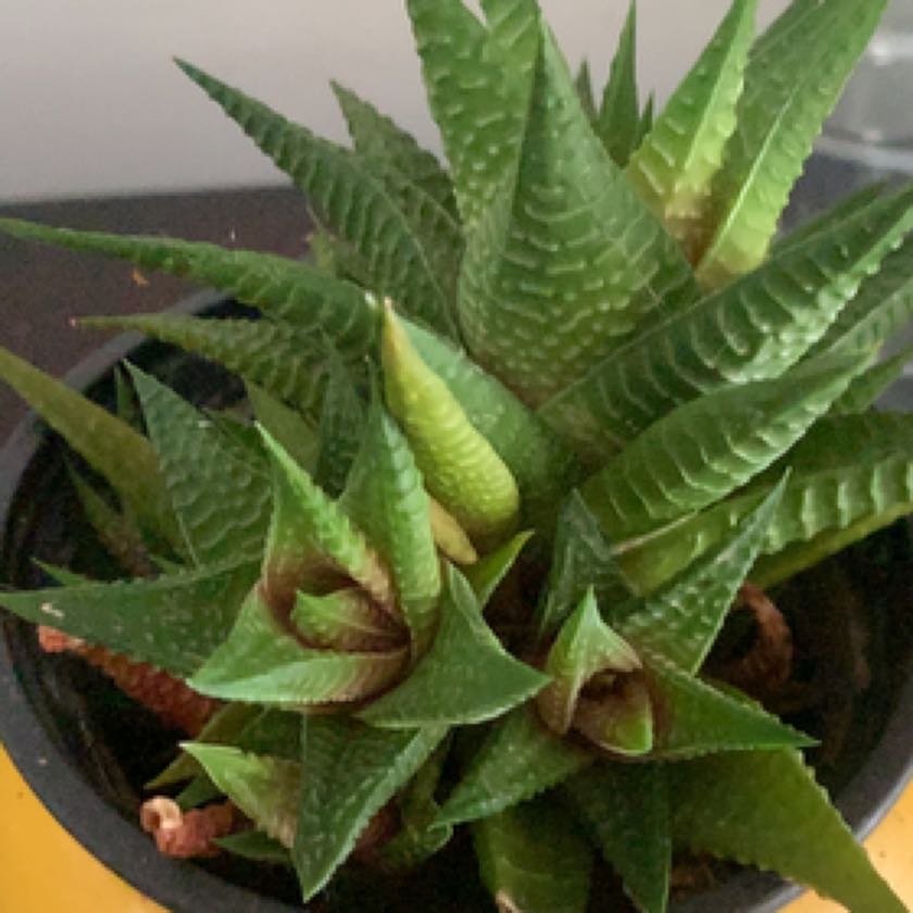 Photo of the plant species Fairy Washboard by @LadylikeMiro91 named Harper on Greg, the plant care app