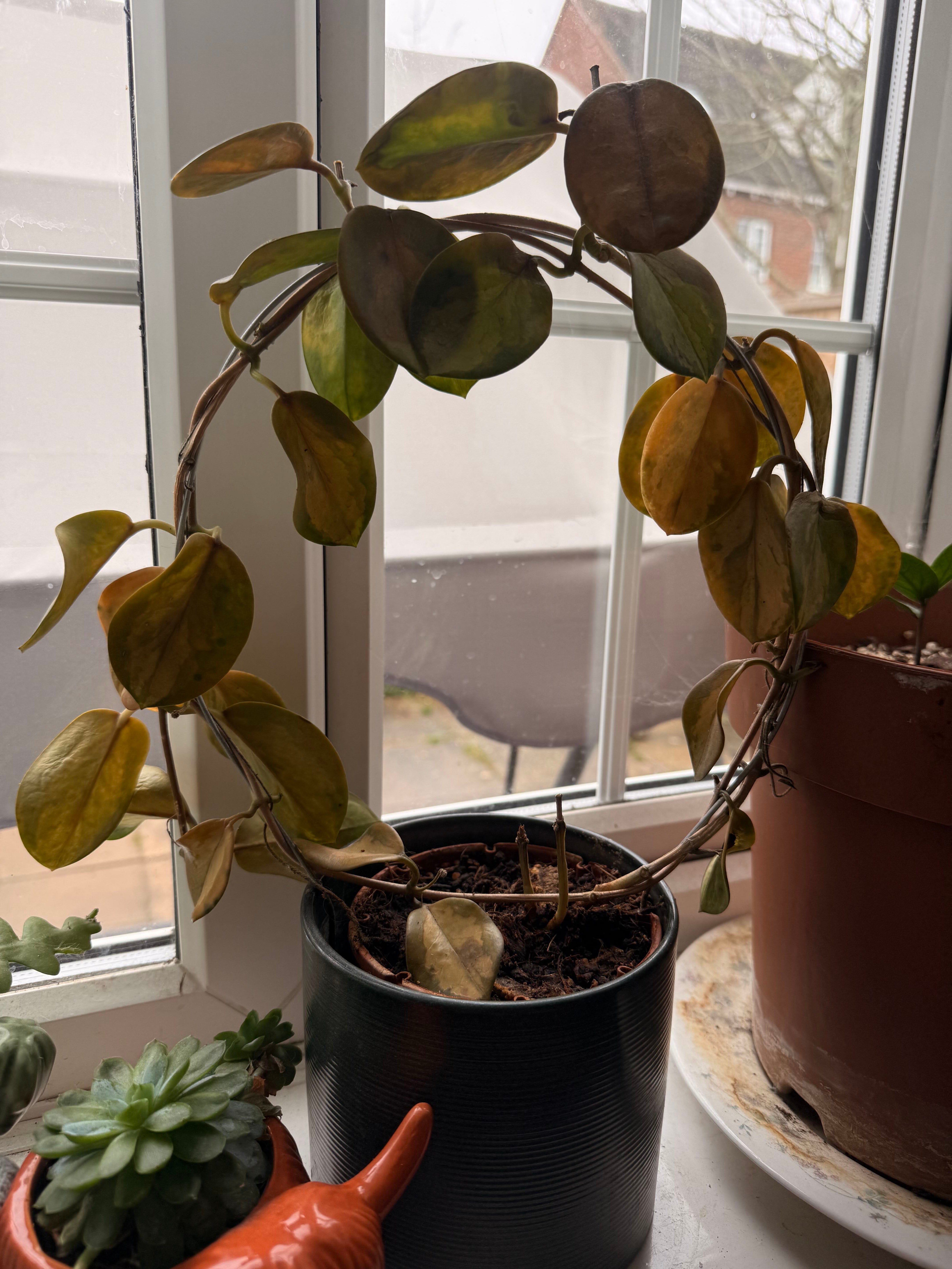 The Complete Hoya Argentea Princess Plant Care Guide: Water, Light