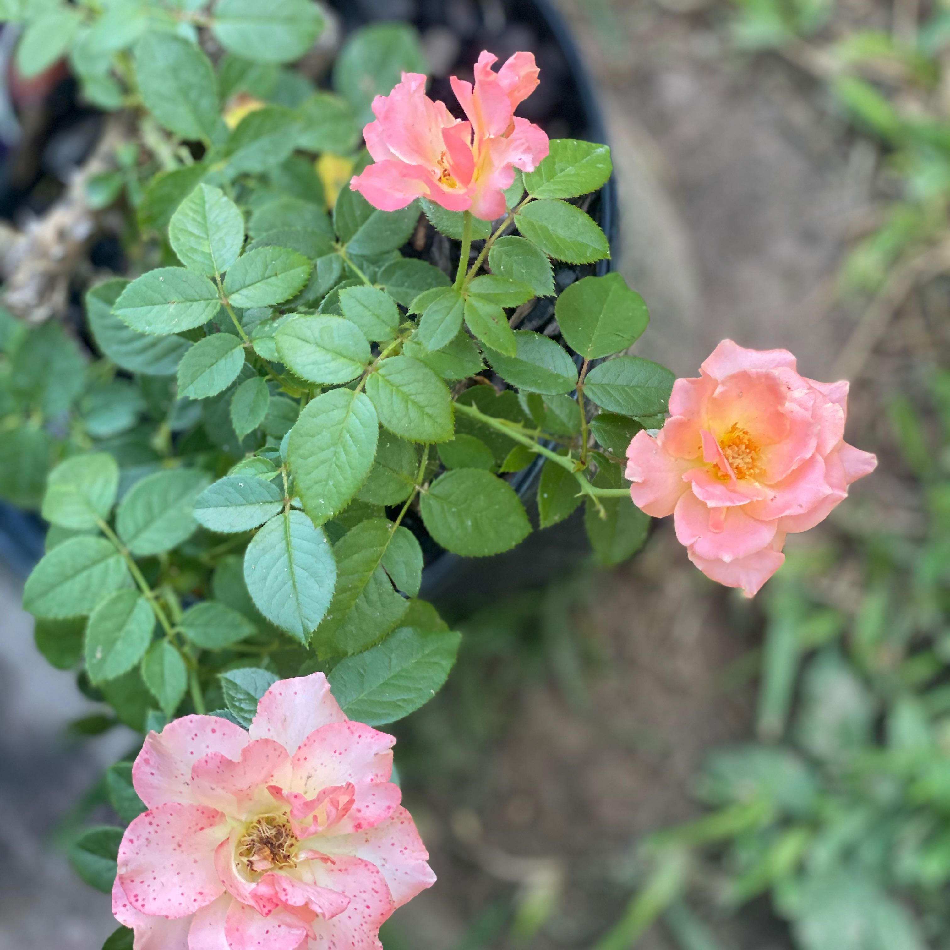 Photo of the plant species Jump For Joy Floribunda Rose Tree by @BusyPandan91 named Michelle Branch on Greg, the plant care app