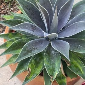 Photo of the plant species Mangave 'Lavender Lady' by @BusyPandan91 named Sir Plancelot on Greg, the plant care app