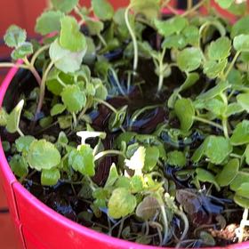 Photo of the plant species American Golden Saxifrage by @ValidLimberpine named McKinley on Greg, the plant care app