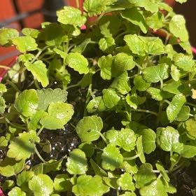 Photo of the plant species Water Cress by @ValidLimberpine named Emerson on Greg, the plant care app