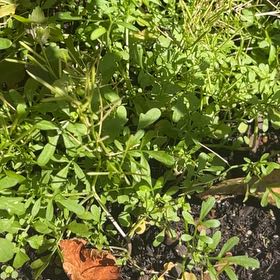 Photo of the plant species False Mermaidweed by @ValidLimberpine named Plato on Greg, the plant care app