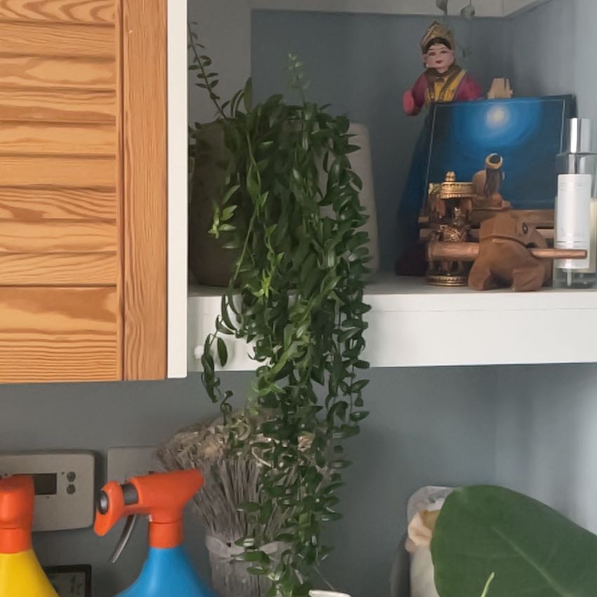 Photo of the plant species Lipstick plant 'Japhrolepsis' by @UltraTaraire82 named Tree Diddy on Greg, the plant care app