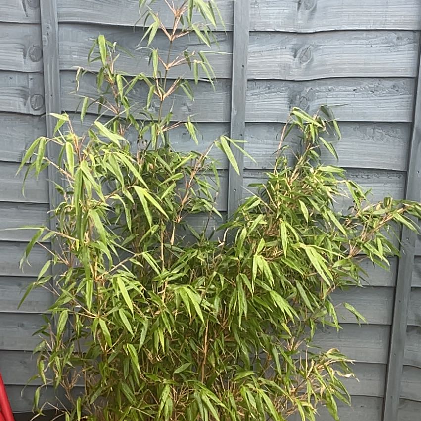 Photo of the plant species Umbrella Bamboo 'Joy' by @UltraTaraire82 named Foxxy on Greg, the plant care app