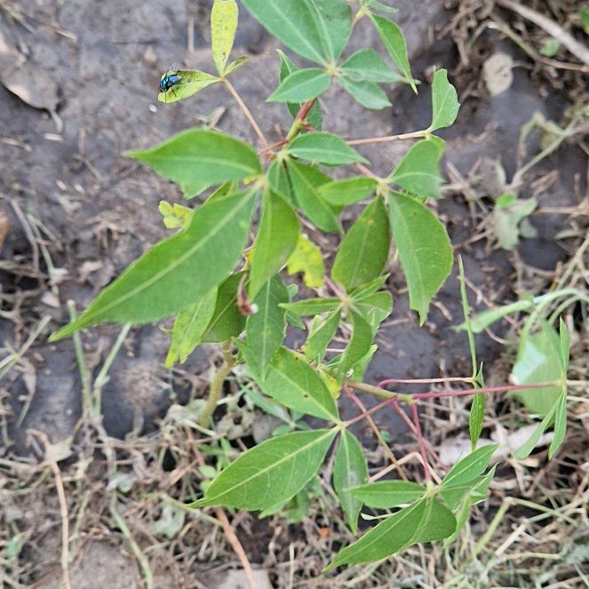 Photo of the plant species Hop Tree by @RoundBlackpine named Harmony on Greg, the plant care app