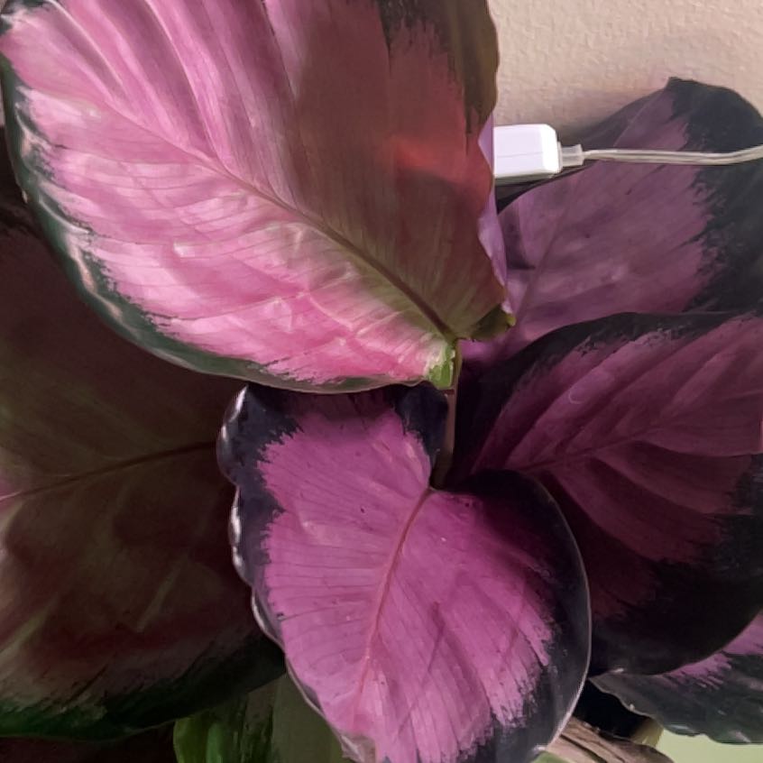 Photo of the plant species Calathea Purple Rose by @KT3 named Xena on Greg, the plant care app