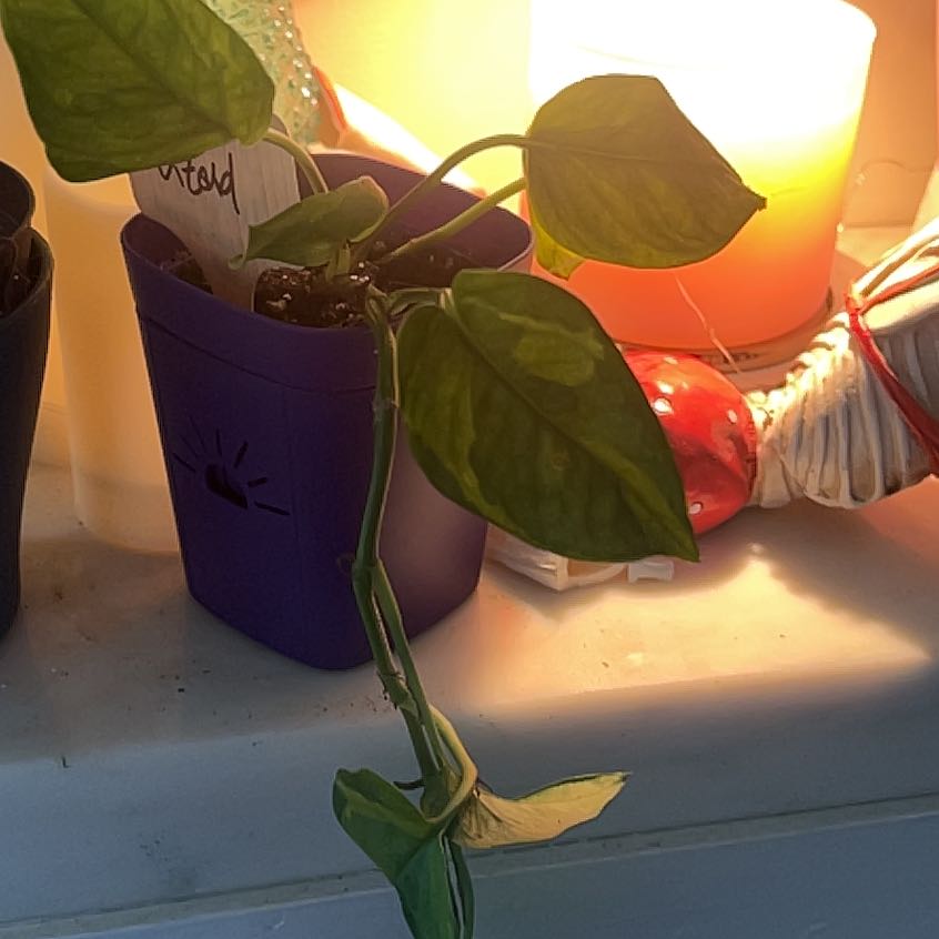 Photo of the plant species Lizard Queen Pothos by @KT3 named Lizard on Greg, the plant care app