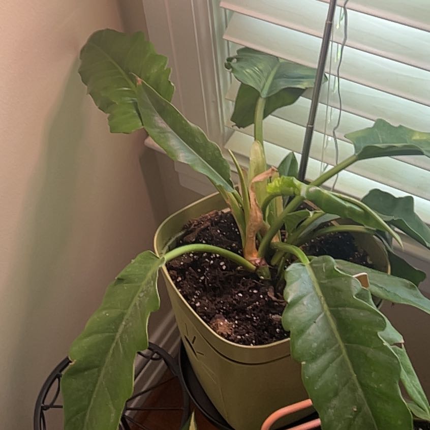 Photo of the plant species Philodendron Tiger Tooth by @KT3 named Brody on Greg, the plant care app