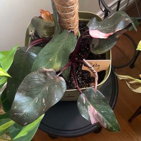 Photo of the plant species Philodendron Burgundy Princess by @KT3 named Pinky on Greg, the plant care app