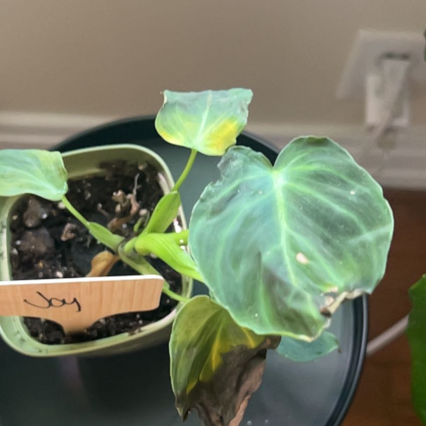 Photo of the plant species Philodendron Melanochrysum x Verrucosum by @KT3 named Joy on Greg, the plant care app