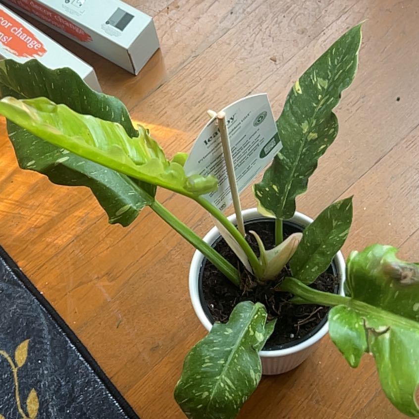 Plant care for Billie on Greg, the plant care app