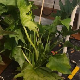 Photo of the plant species Philodendron 'Lickety Splitz' by @KT3 named Sanders on Greg, the plant care app