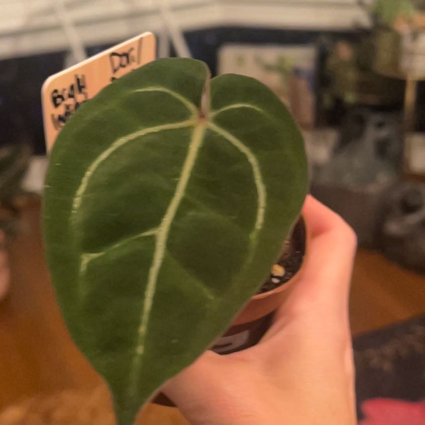 Photo of the plant species Anthurium Hybrid Dori Bess Aff Red Crystal by @KT3 named Dori on Greg, the plant care app