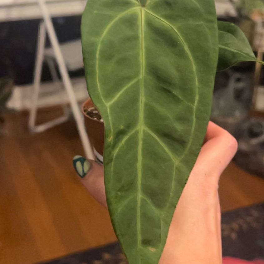 Photo of the plant species Anthurium TALL Moodeam xx Barry Blue Velvet by @KT3 named Lavender on Greg, the plant care app
