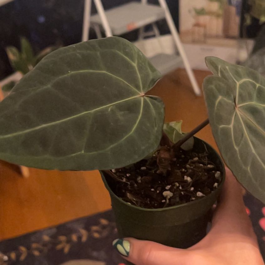 Photo of the plant species Anthurium AOS Forgetii xx Barry Blue Velvet by @KT3 named Forgetii on Greg, the plant care app