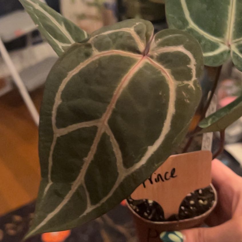 Photo of the plant species Anthurium Purple Crystal xx Red Crystal by @KT3 named Prince on Greg, the plant care app