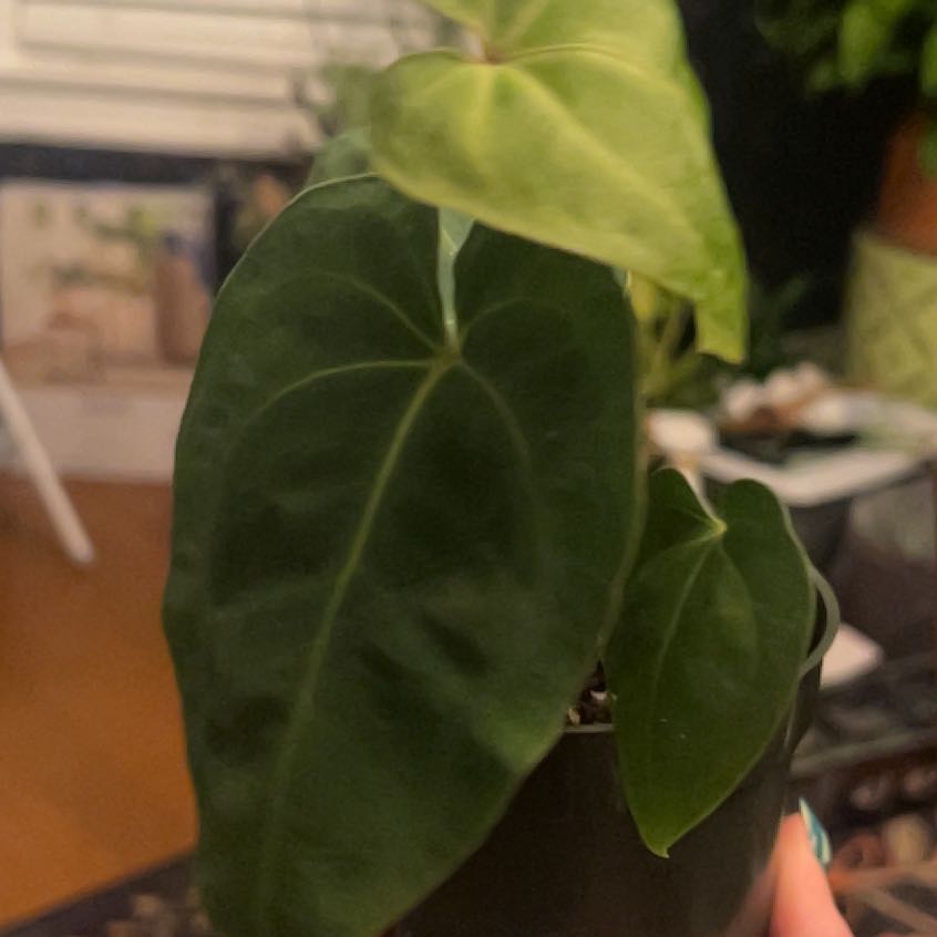 Photo of the plant species Anthurium Bess aff xx RG Dressleri by @KT3 named Bessy on Greg, the plant care app