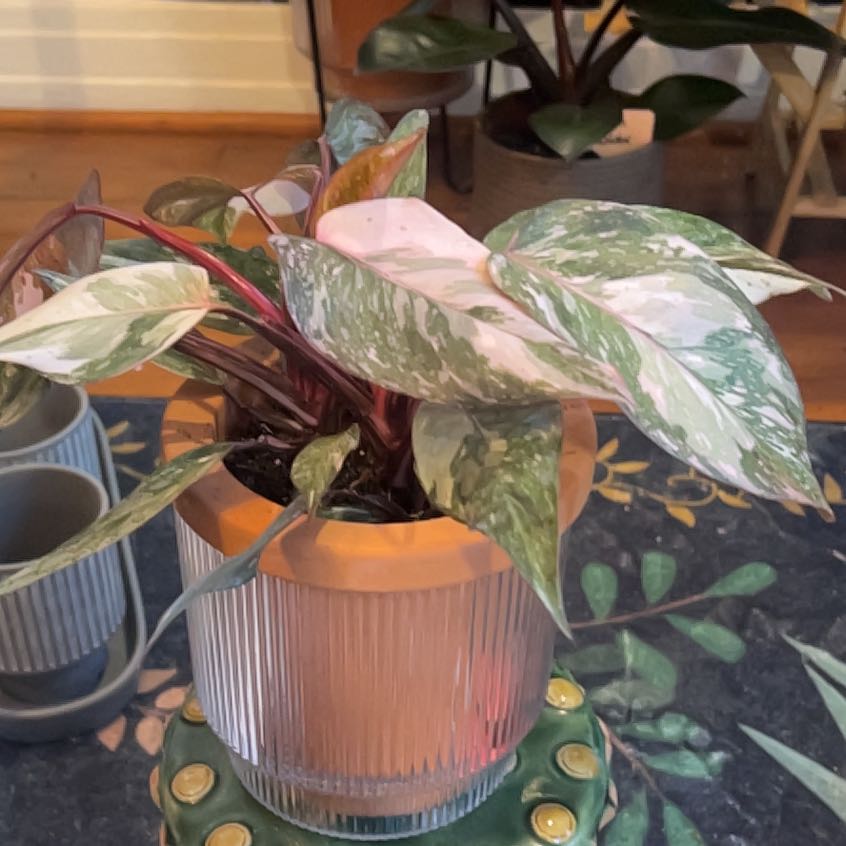 Photo of the plant species pink princess marble galaxy by @KT3 named Princess Leia on Greg, the plant care app