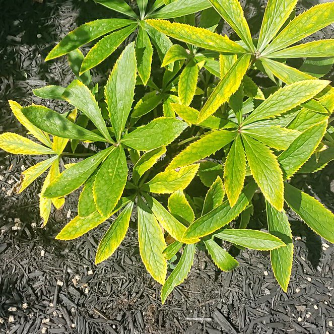 Photo of the plant species Green Hellebore by @LivelyMarimo49 named Gregarious on Greg, the plant care app