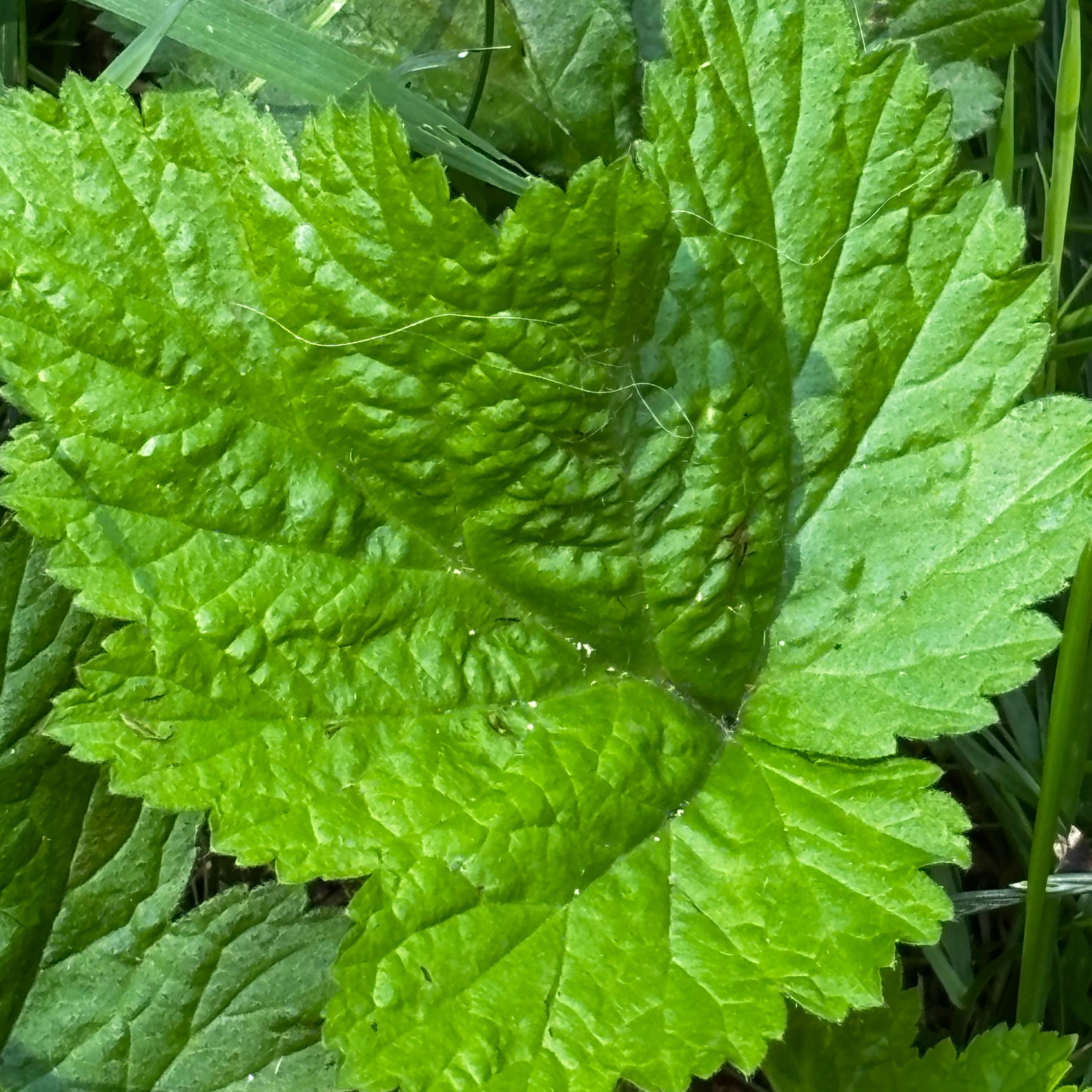 Photo of the plant species Eltrot by @ValorousKoa35 named Figyonce on Greg, the plant care app