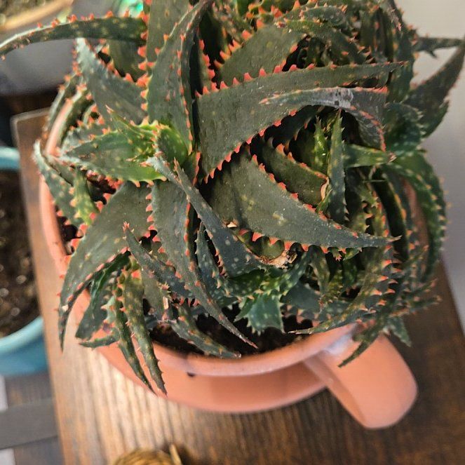 Photo of the plant species Aloe 'Lavender Star' by @YardRimu91 named Daphne on Greg, the plant care app