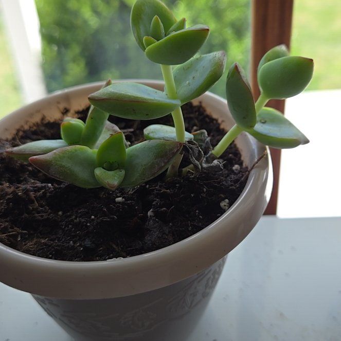 Photo of the plant species Crassula rupestris 'High Voltage' by @YardRimu91 named Mochi on Greg, the plant care app