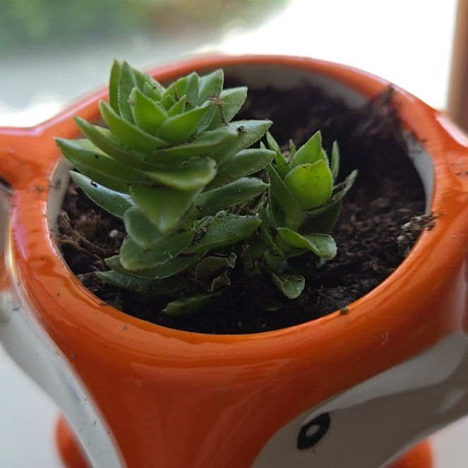 Photo of the plant species Crassula 'Spiralis Estagnol' by @YardRimu91 named Ronaldo on Greg, the plant care app