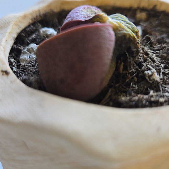 Planty