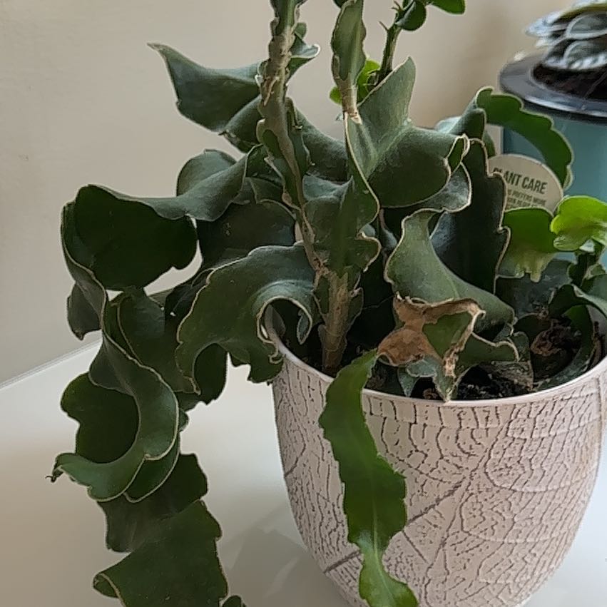 Photo of the plant species Curly Locks Orchid Cactus by @ZanyFantasy56 named Beckham on Greg, the plant care app