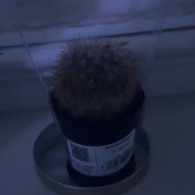 Photo of the plant species Mammillaria decipiens by @VitalChaya68 named Spiral on Greg, the plant care app